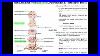 Other Motor Tracts Part 1 Reticulospinal U0026 Vestibuospinal Tracts